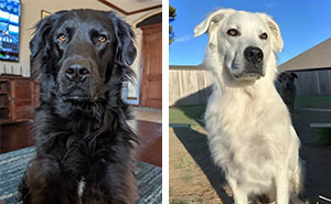 Buster’s Glow-Up: This Dog Went From Black To White And His Pics Are Going Viral