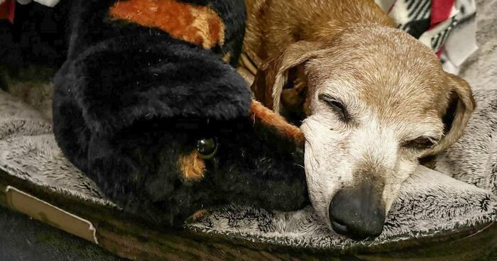 After Nearly Two Decades Together, Juliet Lost Her Romeo, Yet Fortunately Found His Plushie Twin