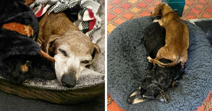 Senior Pup Gets A Plushie Reminiscent Of Her Longtime Friend To Comfort Her In Old Age