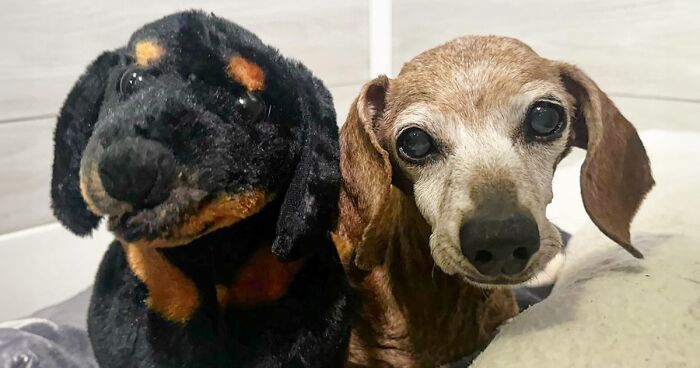 Shelter Dog Loses Her Best Friend Of 17 Years, But Then Vintage Pet Rescue Found His Plushie Twin