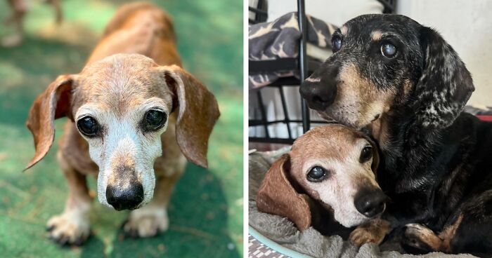 Shelter Dog Loses Her Best Friend Of 17 Years, But Then Vintage Pet Rescue Found His Plushie Twin