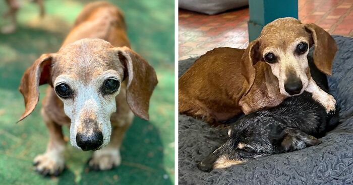 Vintage Pet Rescue Finds An Adorable Way To Comfort A Senior Dog After She Loses Her Best Friend