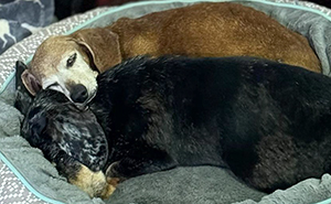 Shelter Dog Loses Her Best Friend Of 17 Years, But Then Vintage Pet Rescue Found His Plushie Twin