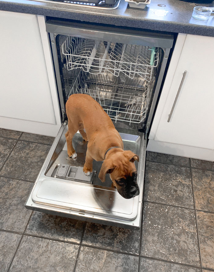 She Tries To Climb In The Dishwasher Every Time We Open It