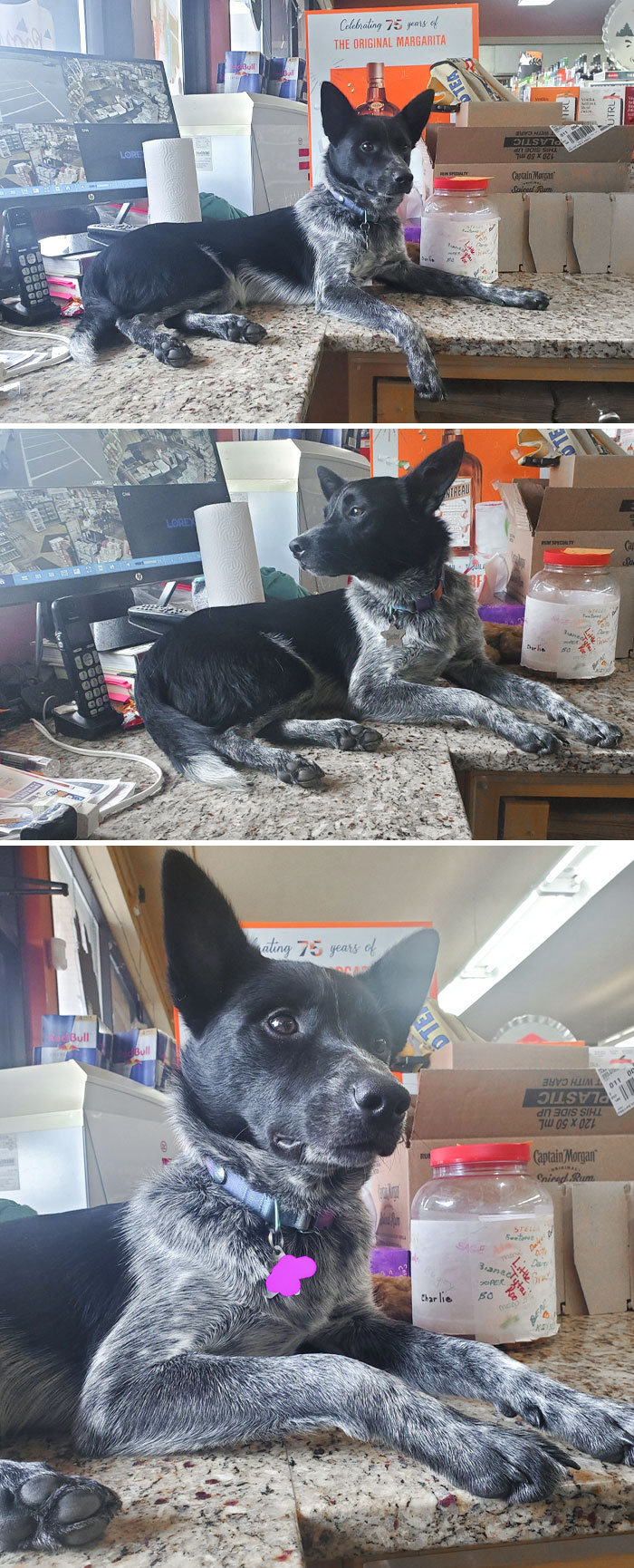 The Shop Dog Thinks He's A Shop Cat! I Swear, He's Part Cat. But He Can See The Entire Store From That Counter