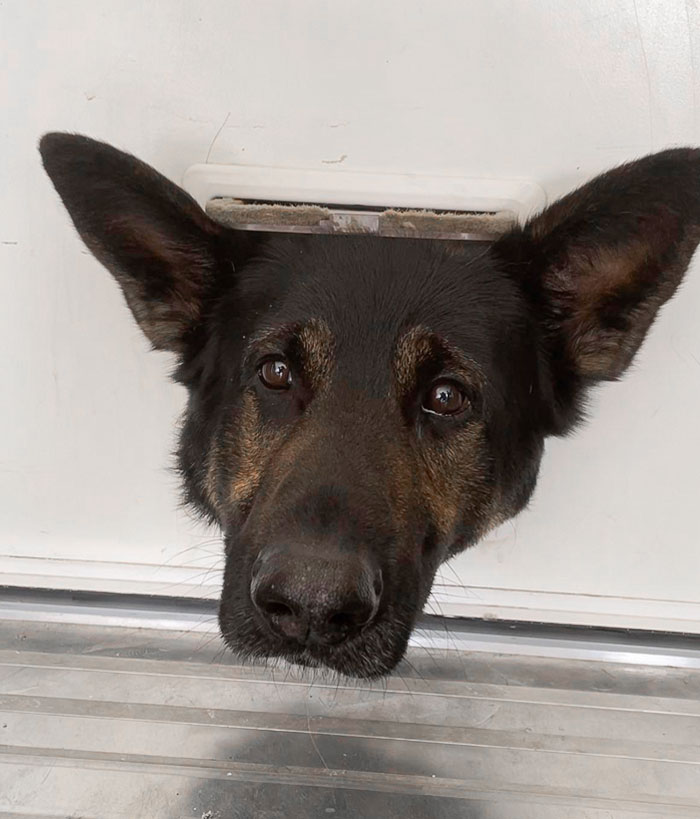 My Dog Greets Me Through The Cat Door Every Time I Get Home