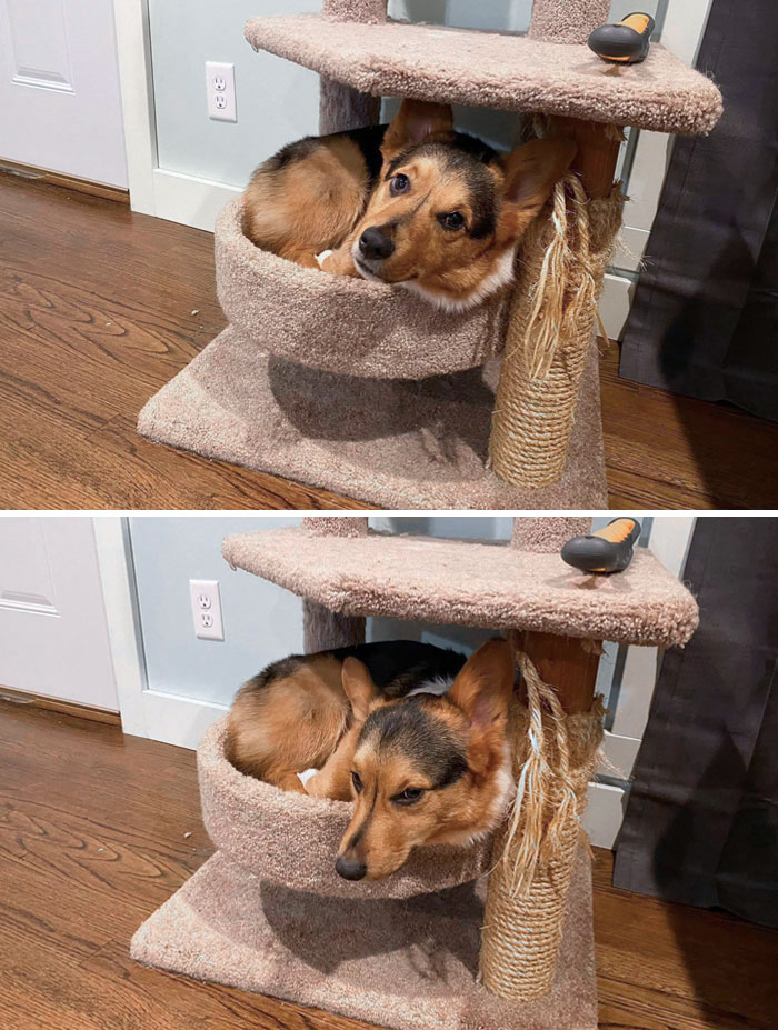 Is Anyone In The Mood For A Corgi In A Cat Tree?