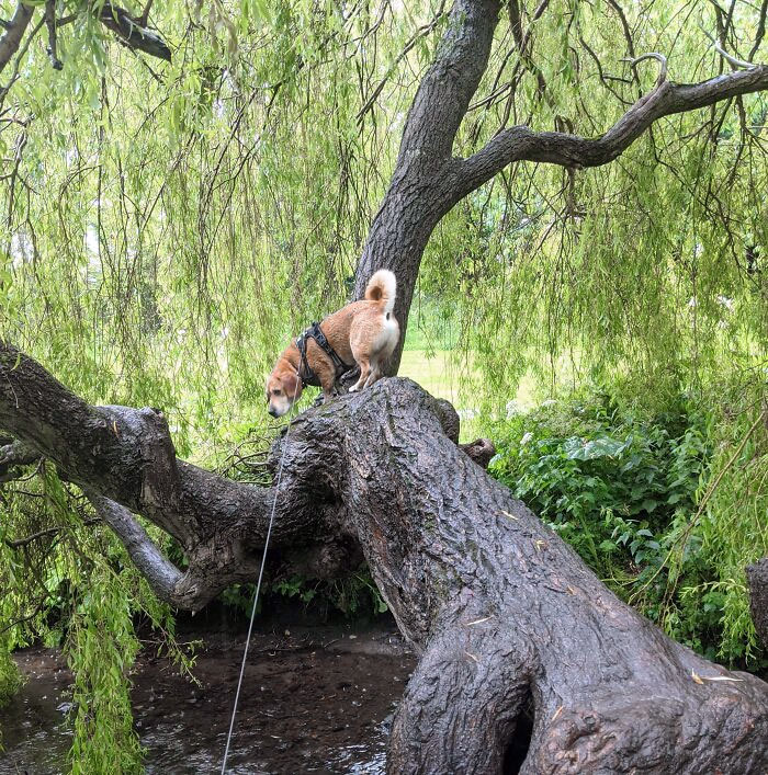 It's My Birthday, So Here's A Picture Of My Dog Climbing Somewhere He Couldn't Get Down From