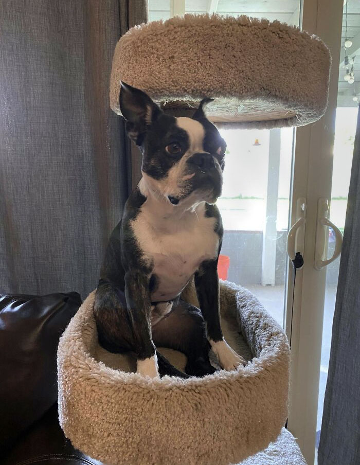 If I Fit, I Sit