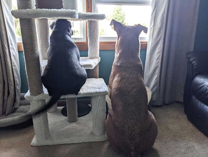 She Sits On The Cat Tree To Watch Her Dad When He's Outside... Very Glad I Put A Weight On There