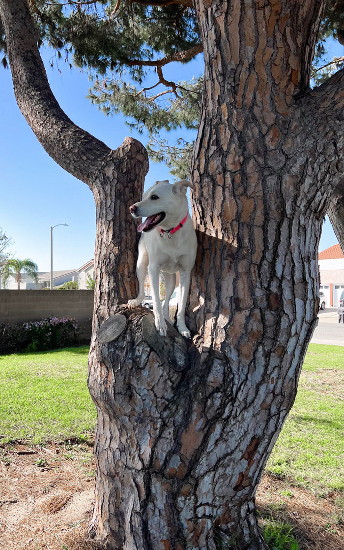 My Tree Climber