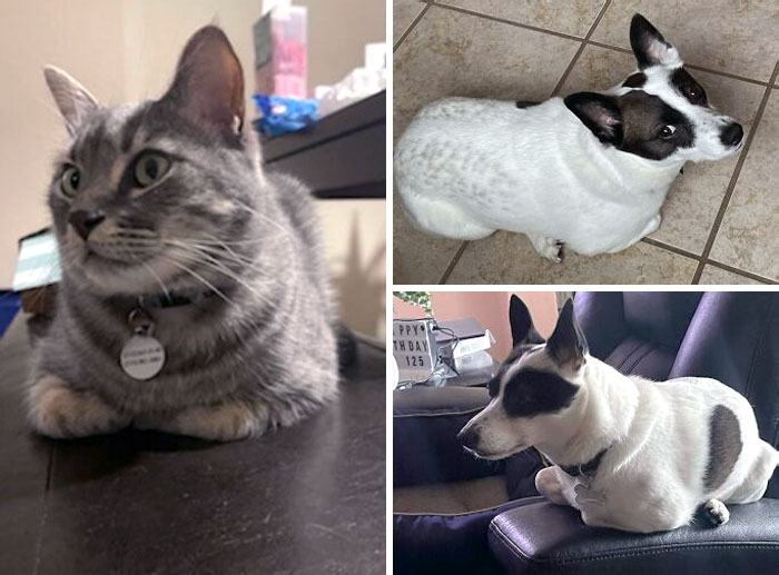 So Our Dog Has Grown Up With Cats. This Cat Acts Like A Dog Sometimes And The Dog Acts Like A Cat Sometimes. Here They Both Are Being Little Loafs