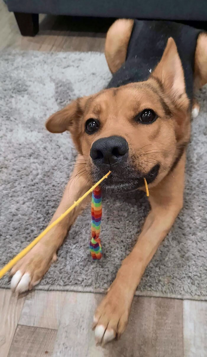 She Loves Cat Toys More Than Dog Toys