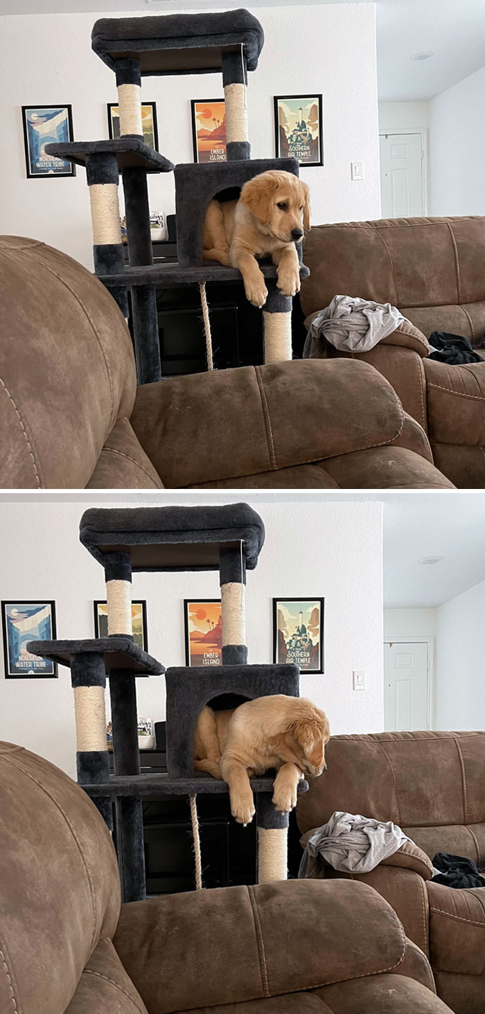 This Is What Happens When You Raise A Golden With Cats. I Was Sitting On The Couch And Glanced Over To See Him Crawling Up Onto The Cat Tree. No Idea Why He Felt The Need To Do This