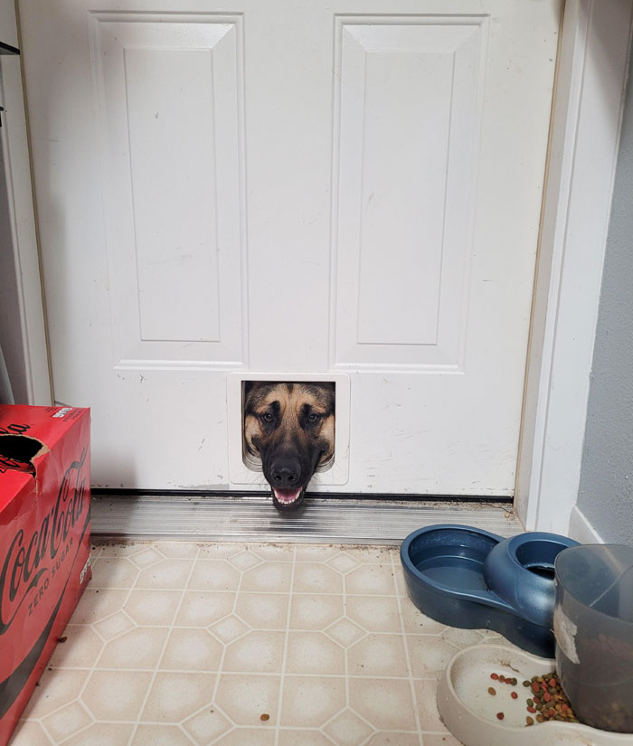 Spying On Cats In The Laundry Room