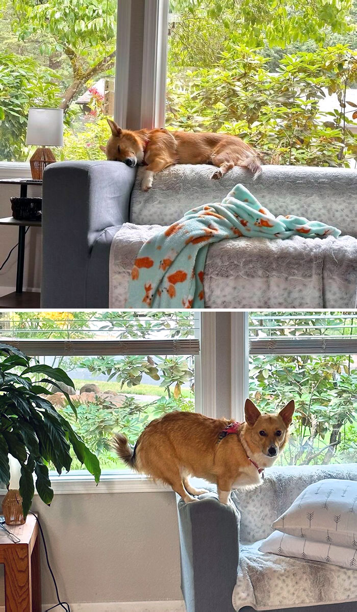 I Like To Sleep On The Back Of The Couch Like A Cat. Preferably In A Sunbeam. I Am Definitely A Cat-Dog