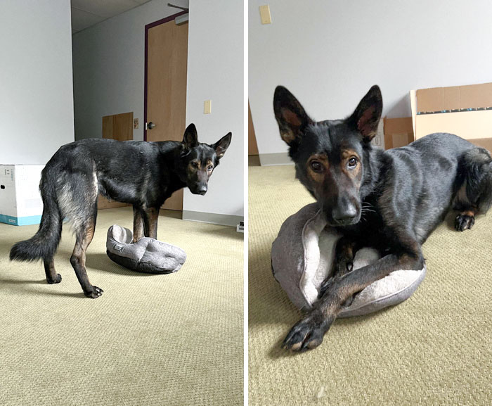 My German Shepherd Dog Visits My Work (Vet Hospital). Misunderstands The Cat Bed But Is Still Grateful