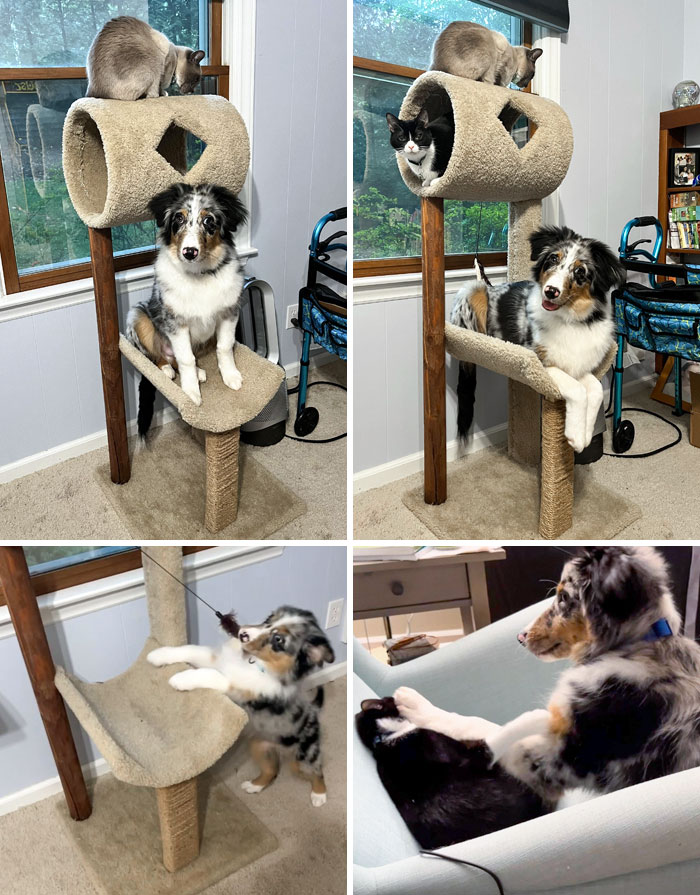 Does Anyone Else’s Australian Shepherd Think They’re Part Cat?