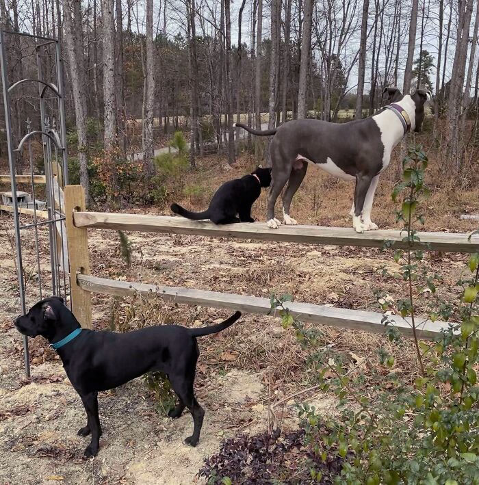 Not Sure If The Cat Thinks He Is A Dog Or The Dog Thinks She Is A Cat