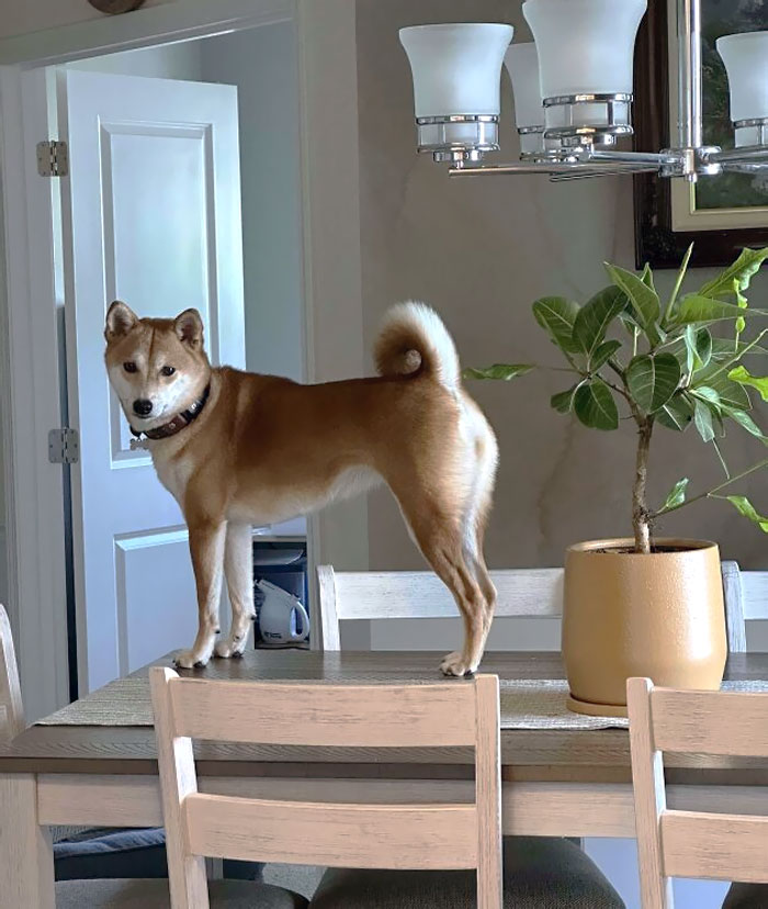 Anyone Else’s Shiba Think They Are A Cat And Constantly Try To Get On Tables?