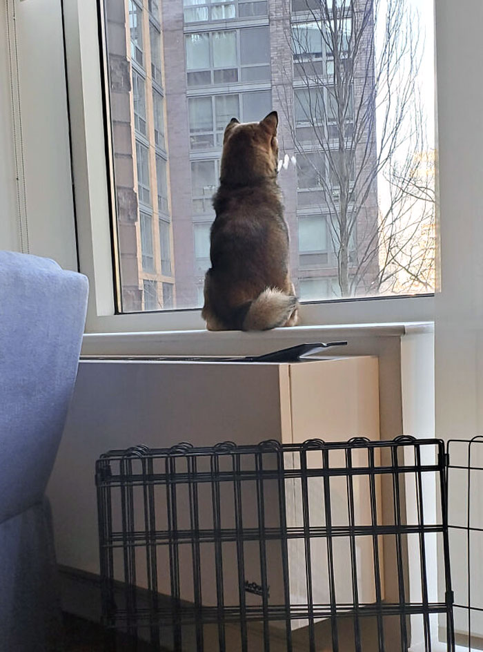 Shiba Or Cat?