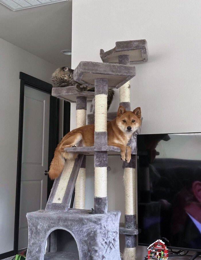 Anyone Else Think Their Shiba Is A Cat?