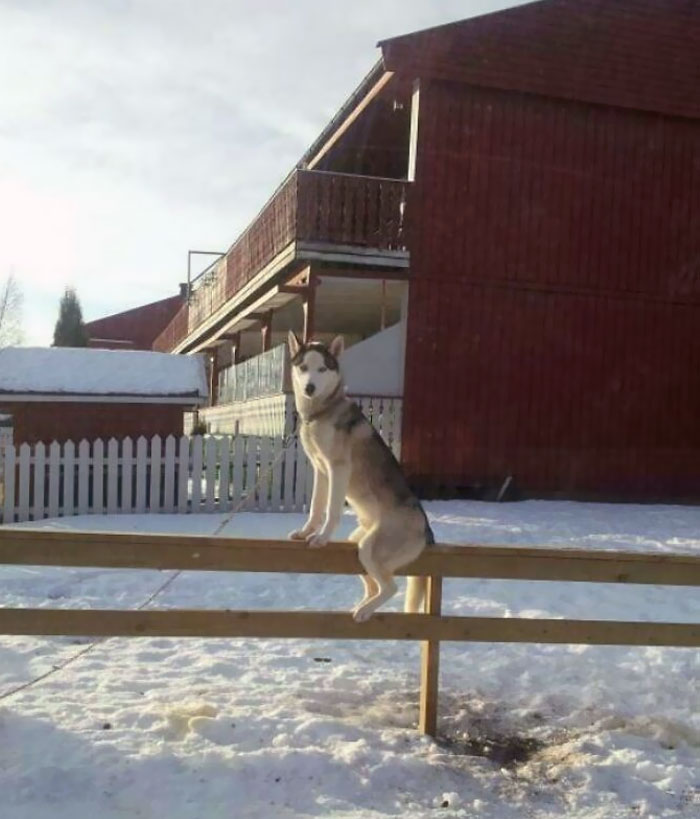 This Dog In My Neighborhood Sits On This Fence, Like All The Time