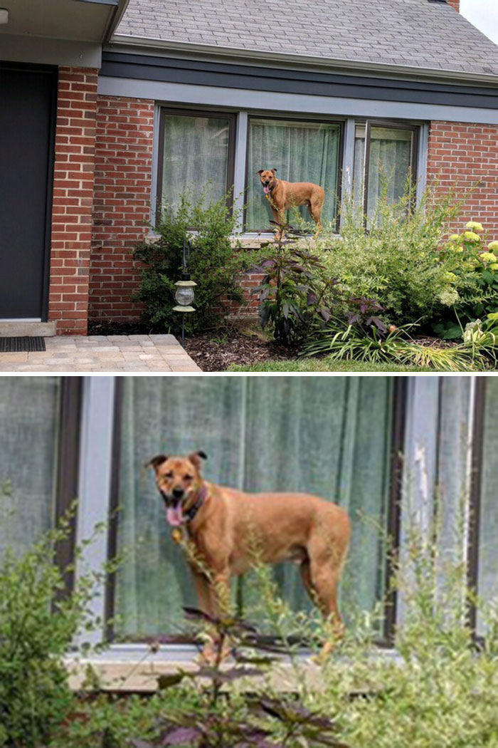 Dog Sitters Sent Us This Pic Of Gus, Who Had Managed To Climb Out A Window, And Was Waiting On The Window Ledge For Them To Come Home