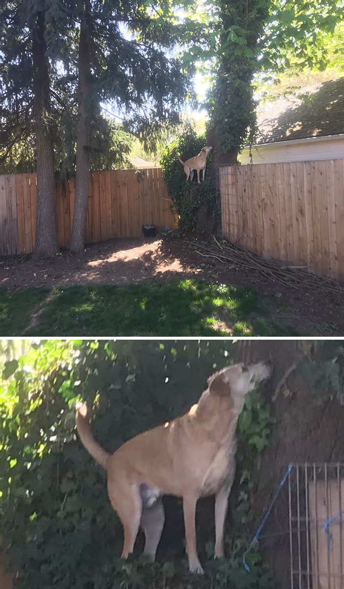 For His Quarantine Trick, My Dog Learned How To Climb This Tree. I Can’t Help But Be A Little Proud Of Him