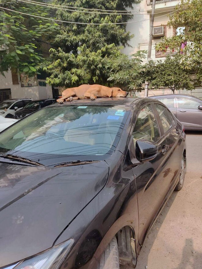 Pupper Near My Grandma's House Sleeps On This Very Car Everyday