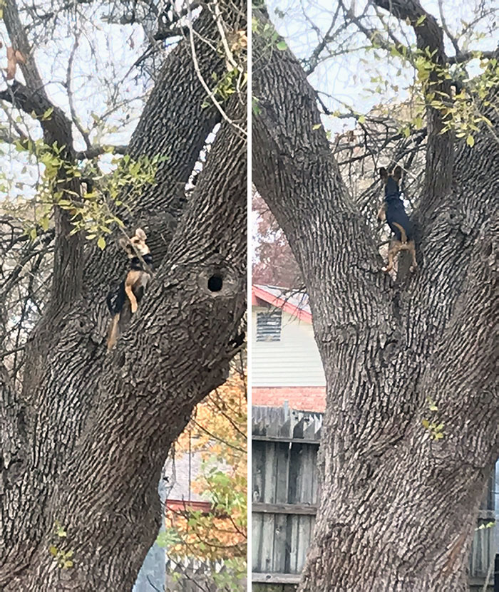 My Dog Climbs Our Tree. Beat That