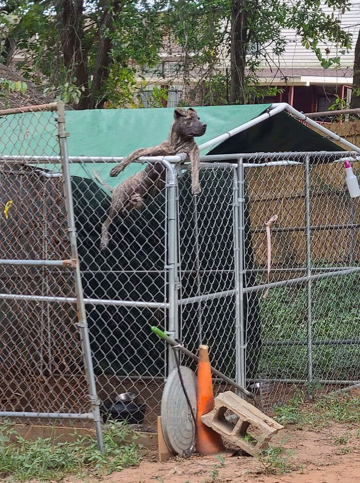 Neighbor's Dog Chillin On His "Roof"