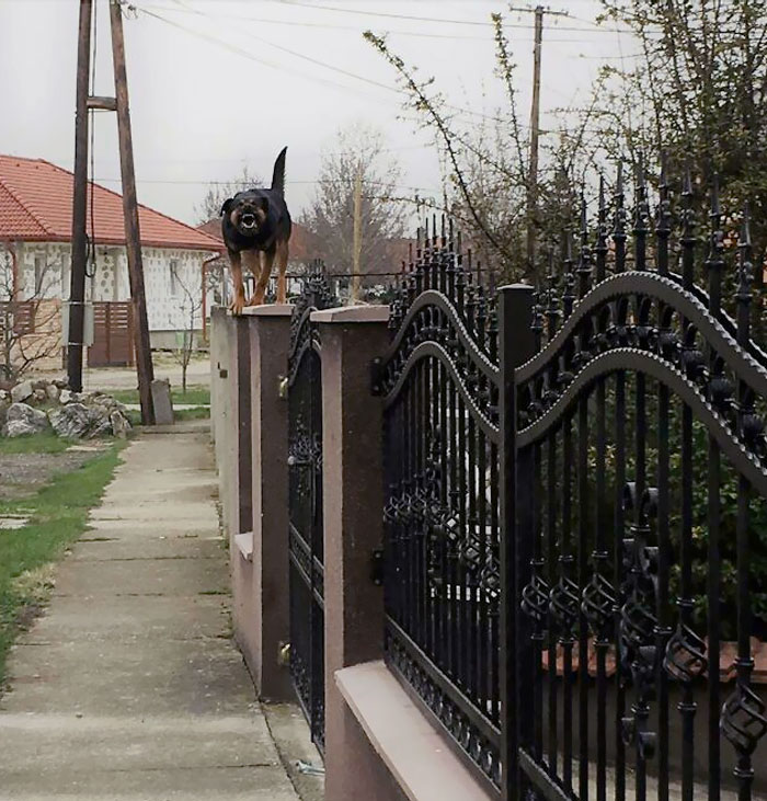 Being A Mailman In An Area Where Dogs Are Evolved To Ninja Dogs