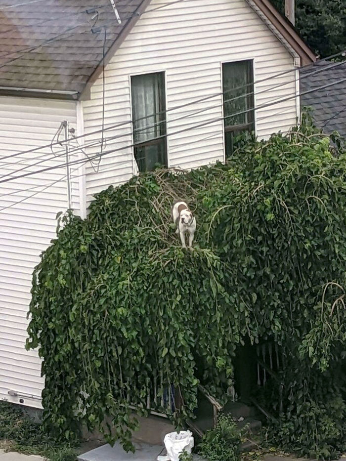 Roof Dog On Burlington Street