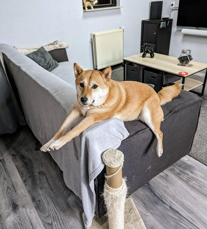 The Queen Of The Couch Learned Everything From The Cats