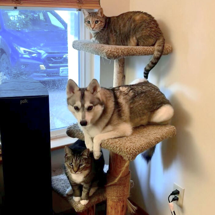 Proof That Syrus Is A Cat: He’s Leveling Up On That Cat Tree