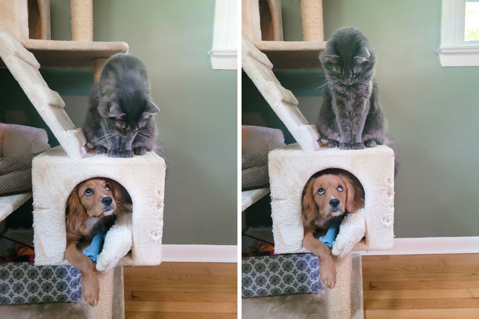 Dog Invades Cat Tree