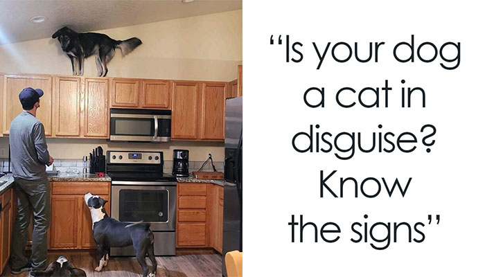 50 Dogs Who Clearly Think They’re Cats, And Honestly, No One Can Blame Them (New Pics)