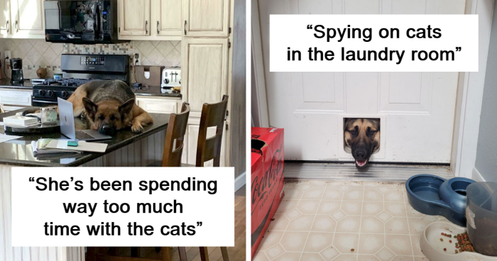 100 Times Dogs Forgot They're Dogs And Acted More Like Cats (New Pics)