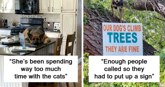 100 Hilarious Pics Showing Dogs Totally Acting Like Cats (New Pics)