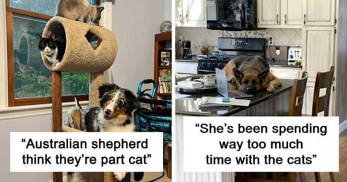 100 Funny Pictures Of Pups That Perfected The Art Of Feline Behavior (New Pics)