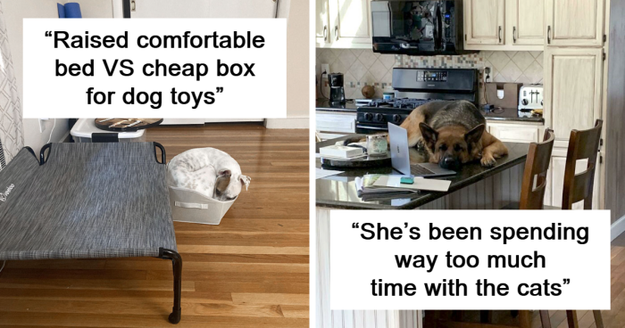 100 Dogs Who Clearly Think They’re Cats, And Honestly, No One Can Blame Them (New Pics)