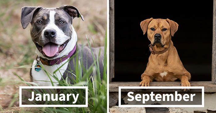 I Created A Dog-Themed Calendar, And The Proceeds Will Help Rescue Canines In Need (13 Pics)