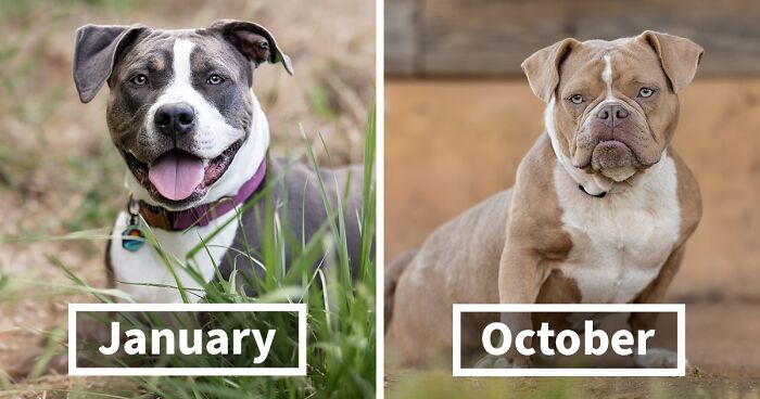 I Launched A Dog Calendar To Support A Special-Needs And High-Risk Rescue (13 Pics)