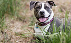 13 Dogs I Photographed To Create A Calendar And Raise Money For Homeless Dogs In Need