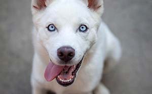 Due To A Rare Disability, This Dog’s Mobility Was A Challenge That He Overcame With A Smile