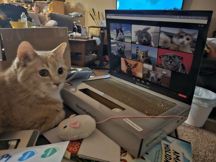 Work From Home Got A Whole Lot More Paw-Ductive With This Hilarious Cardboard Laptop Cat Scratcher! 