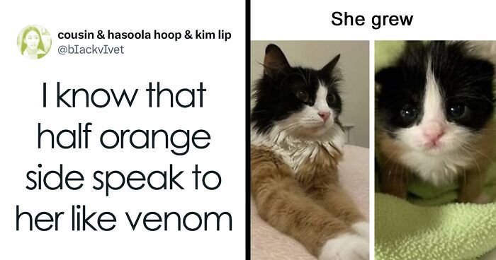 101 Funny Animal Memes You’ll Probably Wish Your Pet Could Understand