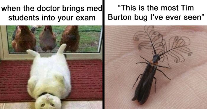 101 Hilariously Adorable Animal Memes To Make Your Day