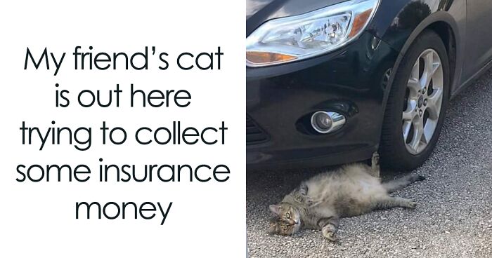 101 Adorable Animal Memes From This FB Page To Make Even The Worst Day Better